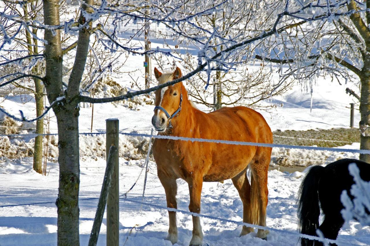 Ferienwohnung Hofleben Reiner Neukirchen vorm Wald Exteriér fotografie